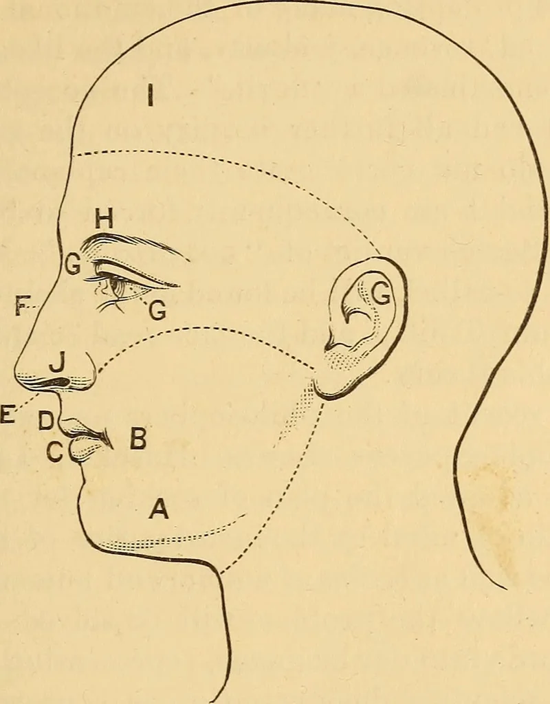 An illustration from Physiognomy. A practical and scientific treatise, 1881, leaf 166
