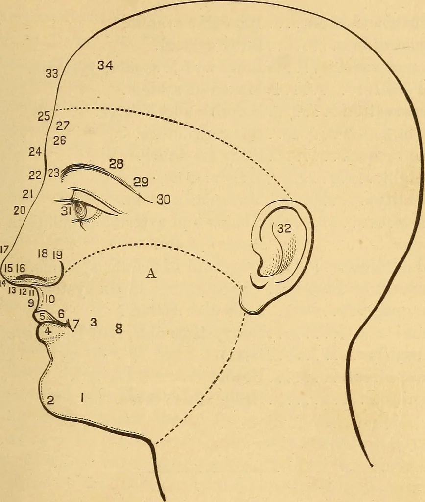 An illustration from Physiognomy. A practical and scientific treatise, 1881, leaf 220