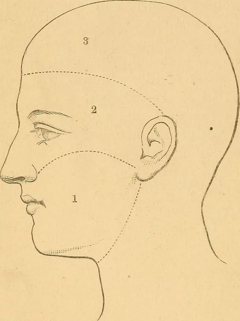 An illustration from Physiognomy. A practical and scientific treatise, 1881, leaf 29