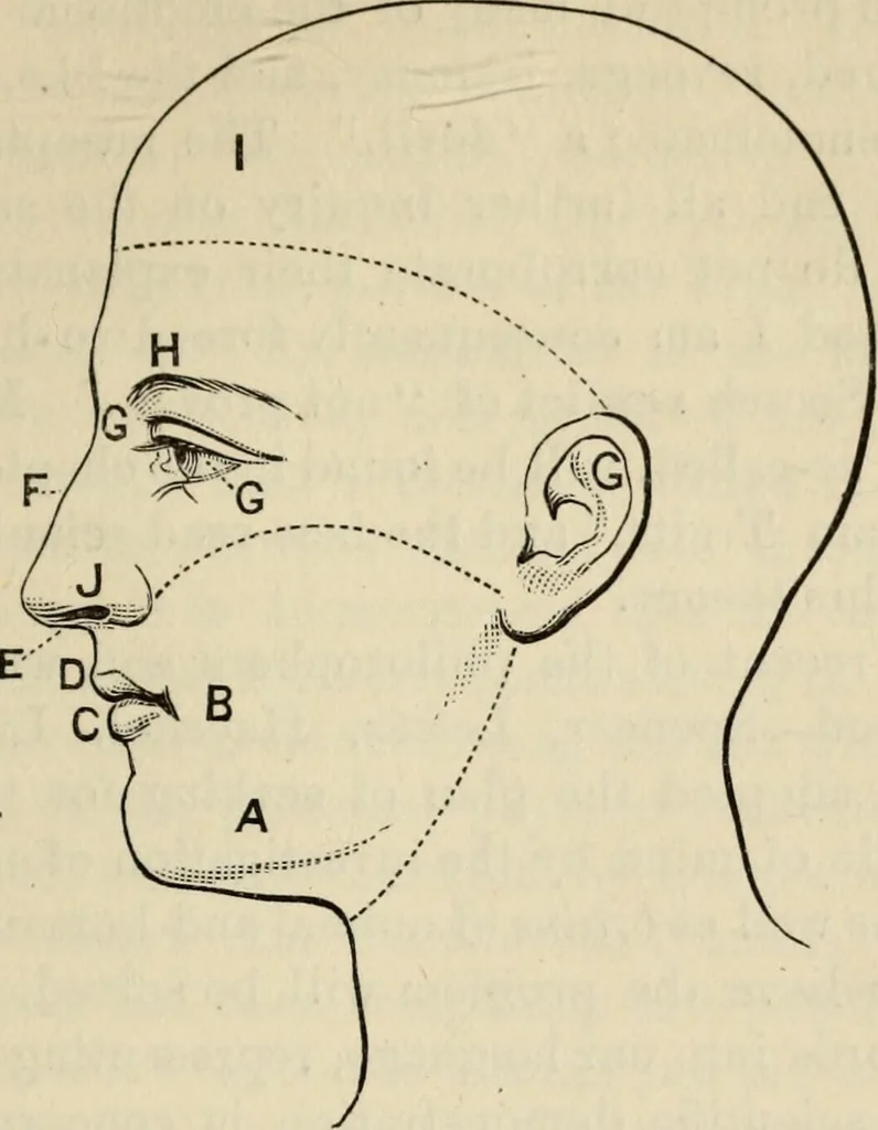 An illustration from Physiognomy : A practical and scientific treatise. Being a manual of instruction in the knowledge of the human physiognomy and organism, considered chemically, architecturally, and mathematically; embracing the discoveries of located traits, with their relative organs and signs of character, together with the three grand natural divisions of the human face, 1881, leaf 164