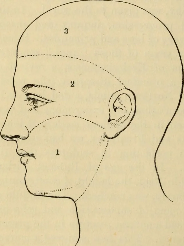 An illustration from Physiognomy : A practical and scientific treatise. Being a manual of instruction in the knowledge of the human physiognomy and organism, considered chemically, architecturally, and mathematically; embracing the discoveries of located traits, with their relative organs and signs of character, together with the three grand natural divisions of the human face, 1881, leaf 27
