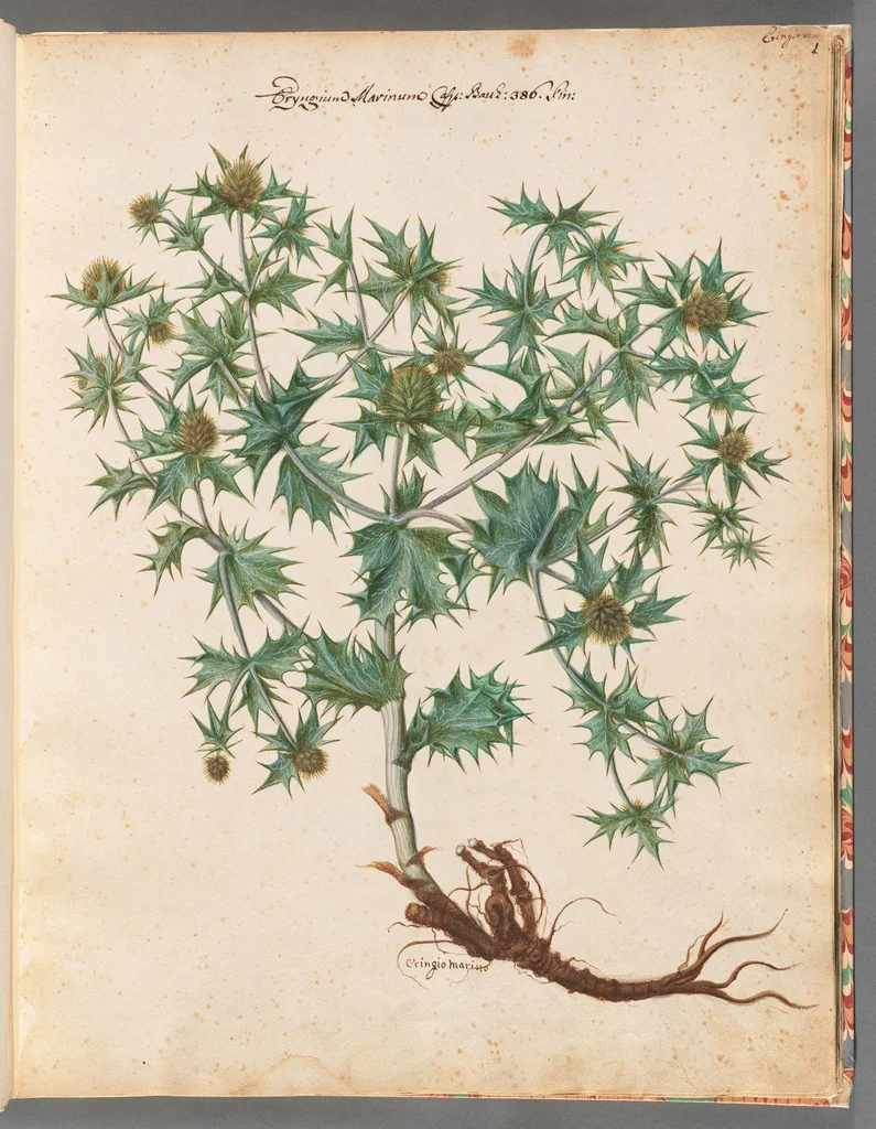 An illustration from [Piante varie], 1650, leaf 11