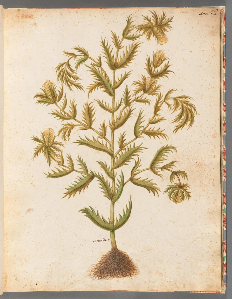 An illustration from [Piante varie], 1650, leaf 15