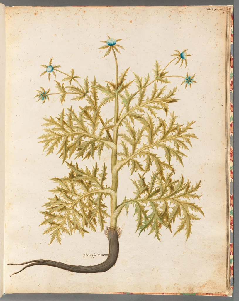 An illustration from [Piante varie], 1650, leaf 21