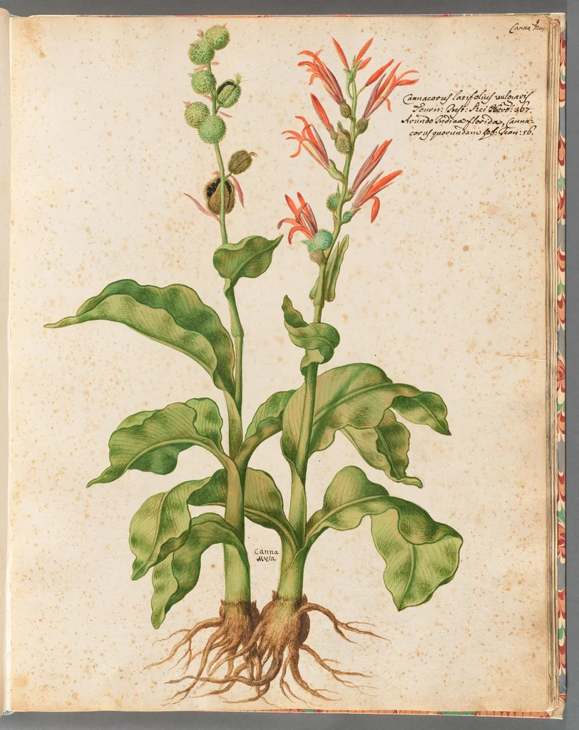 An illustration from [Piante varie], 1650, leaf 27