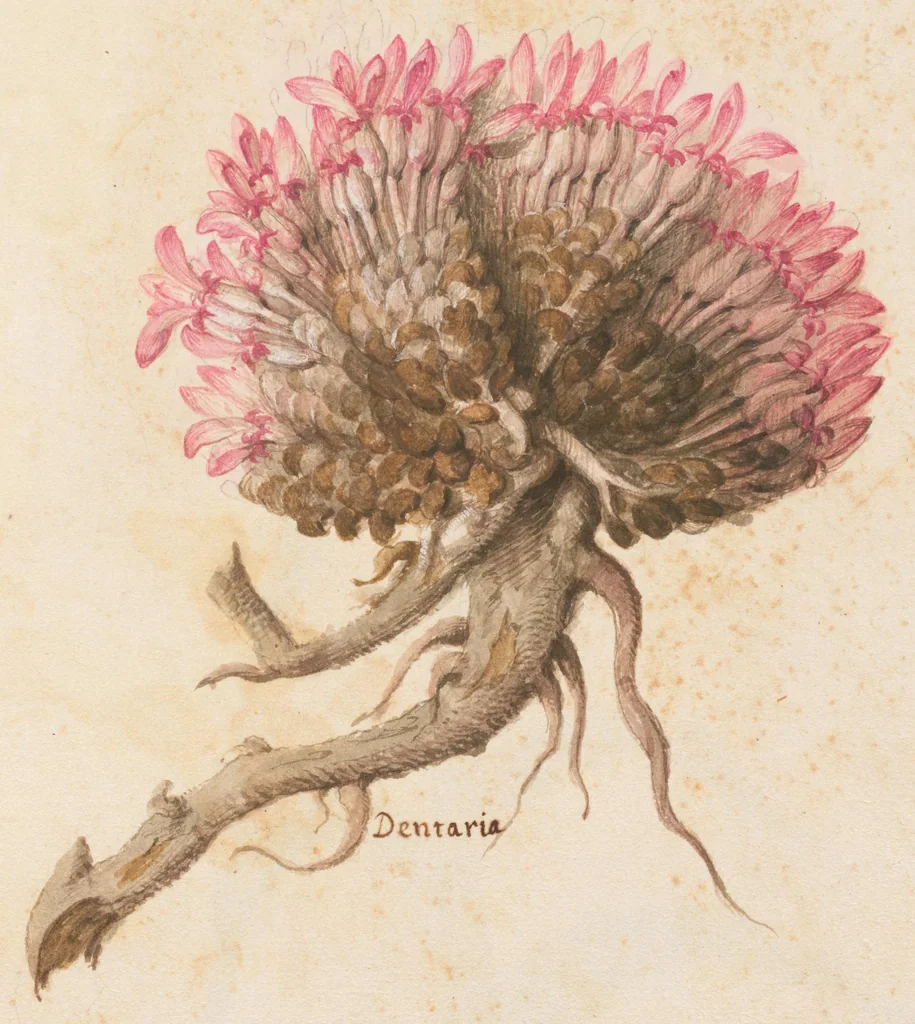 An illustration from [Piante varie], 1650, leaf 37