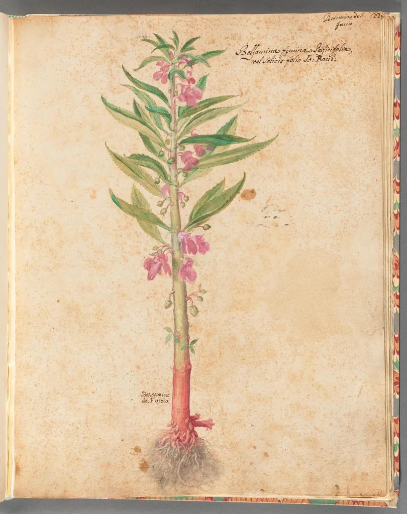 An illustration from [Piante varie], 1650, leaf 53