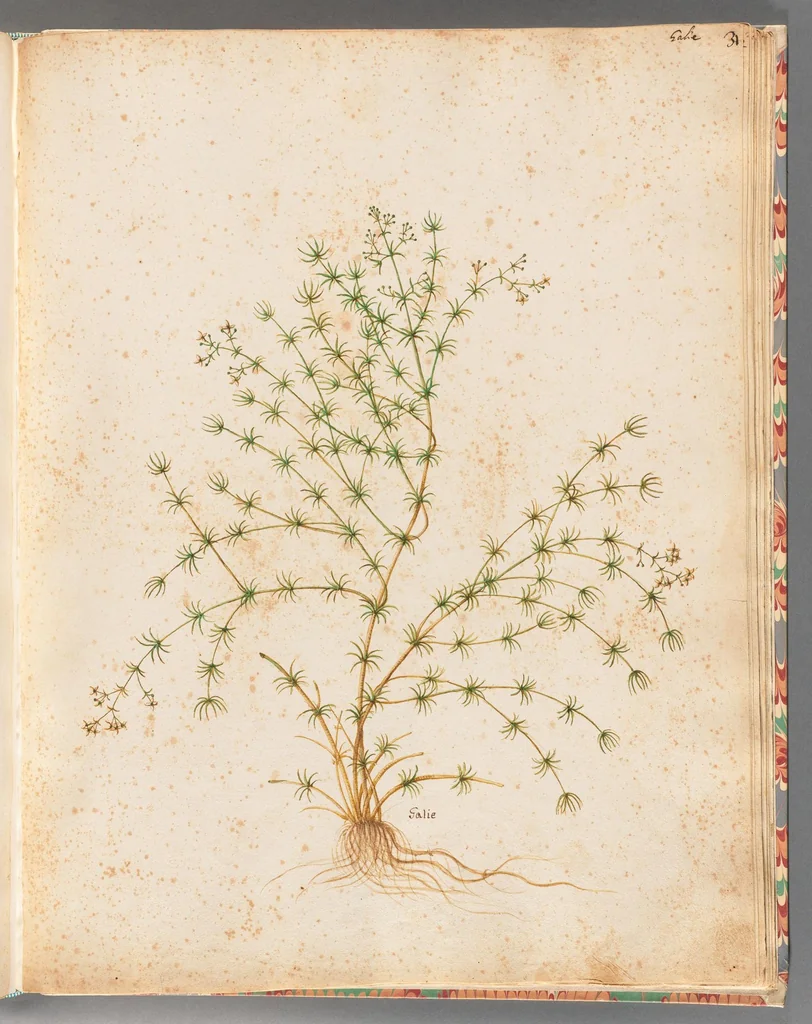 An illustration from [Piante varie], 1650, leaf 71