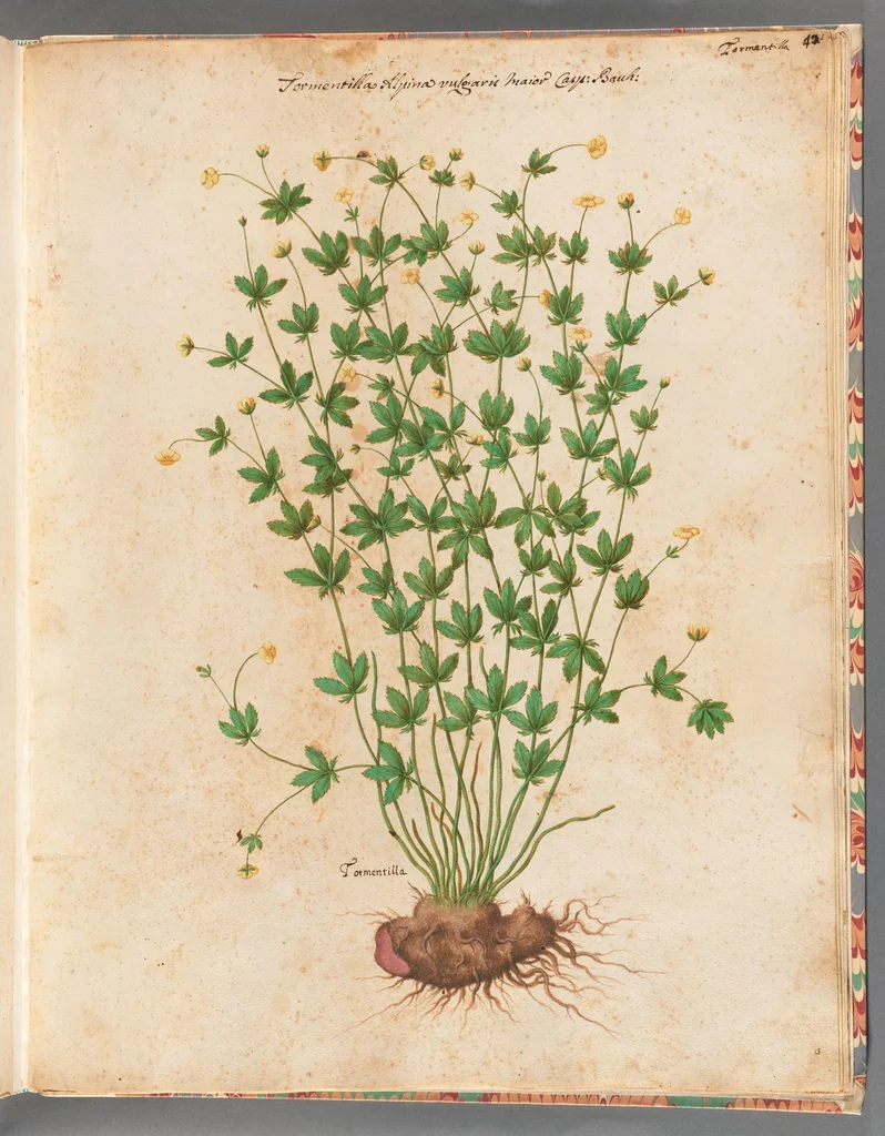 An illustration from [Piante varie], 1650, leaf 93