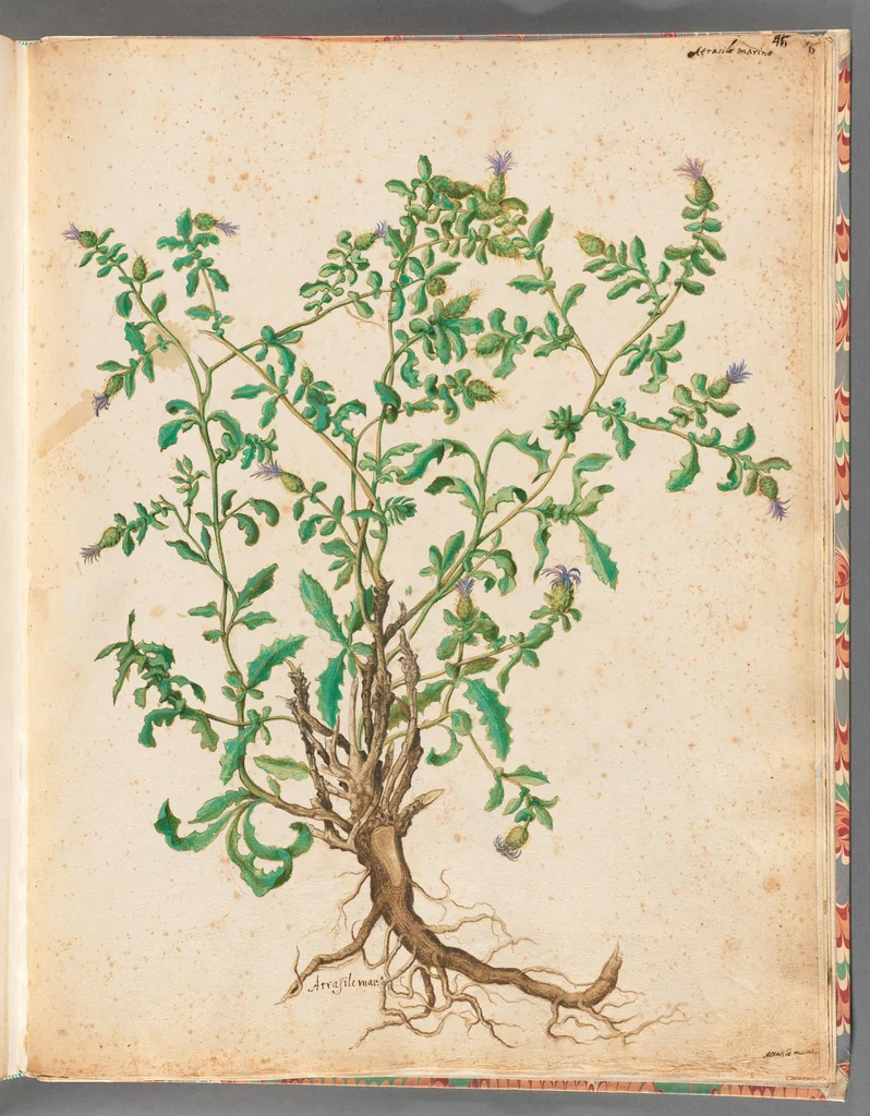 An illustration from [Piante varie], 1650, leaf 99