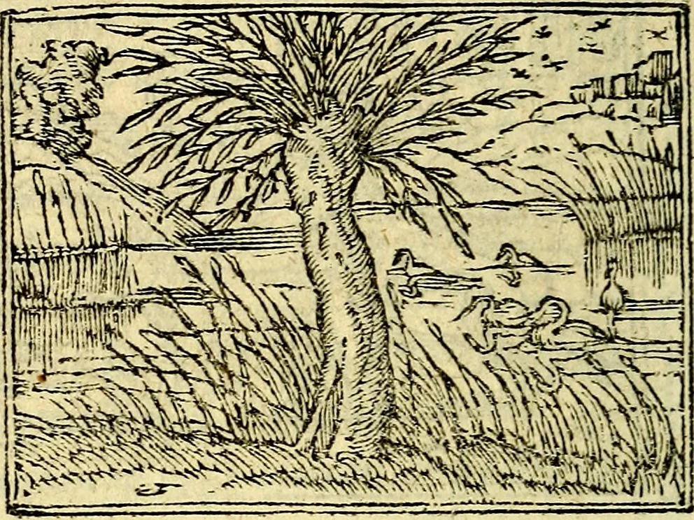 An illustration from Picta poesis : ut pictura poesis erit, 1552, leaf 109