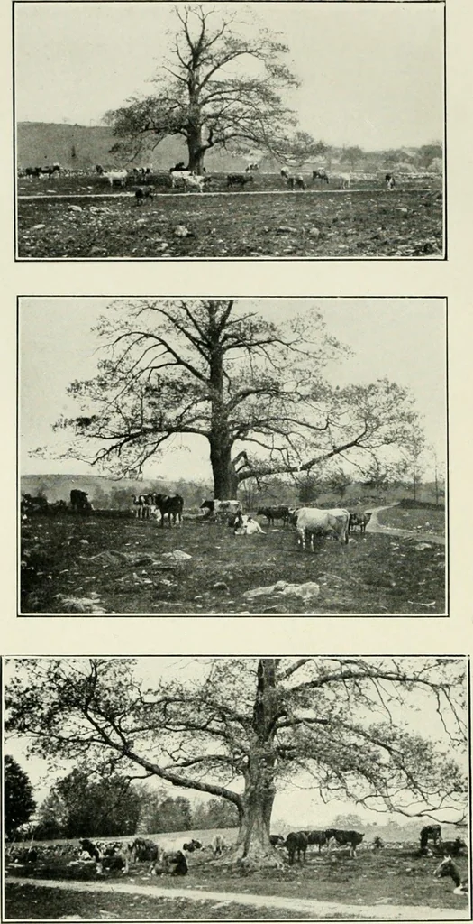 An illustration from Pictorial composition and the critical judgment of pictures; a handbook for students and lovers of art, 1903, leaf 71