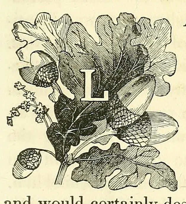 An illustration from Pictorial life of Andrew Jackson, 1847, leaf 151