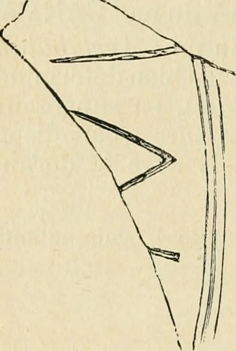 An illustration from Épigraphie romaine du Poitou [et] de la Saintonge, 1895, leaf 363
