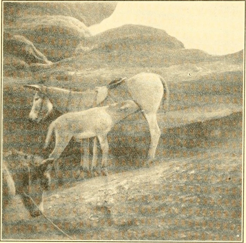 An illustration from Pilgrimage of Mary commandery no. 36, Knights templar of Pennsylvania to the Twenty-ninth triennial conclave of the Grand encampment U.S. at San Francisco, Cal, 1904, leaf 132