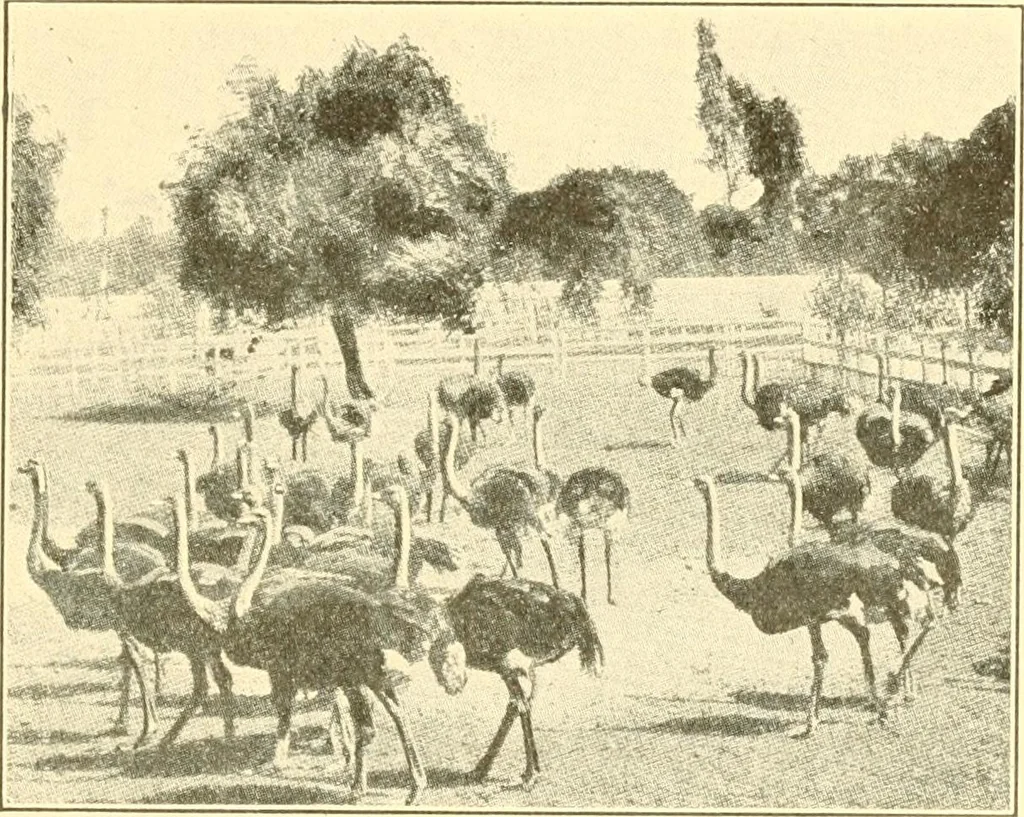 An illustration from Pilgrimage of Mary commandery no. 36, Knights templar of Pennsylvania to the Twenty-ninth triennial conclave of the Grand encampment U.S. at San Francisco, Cal, 1904, leaf 138