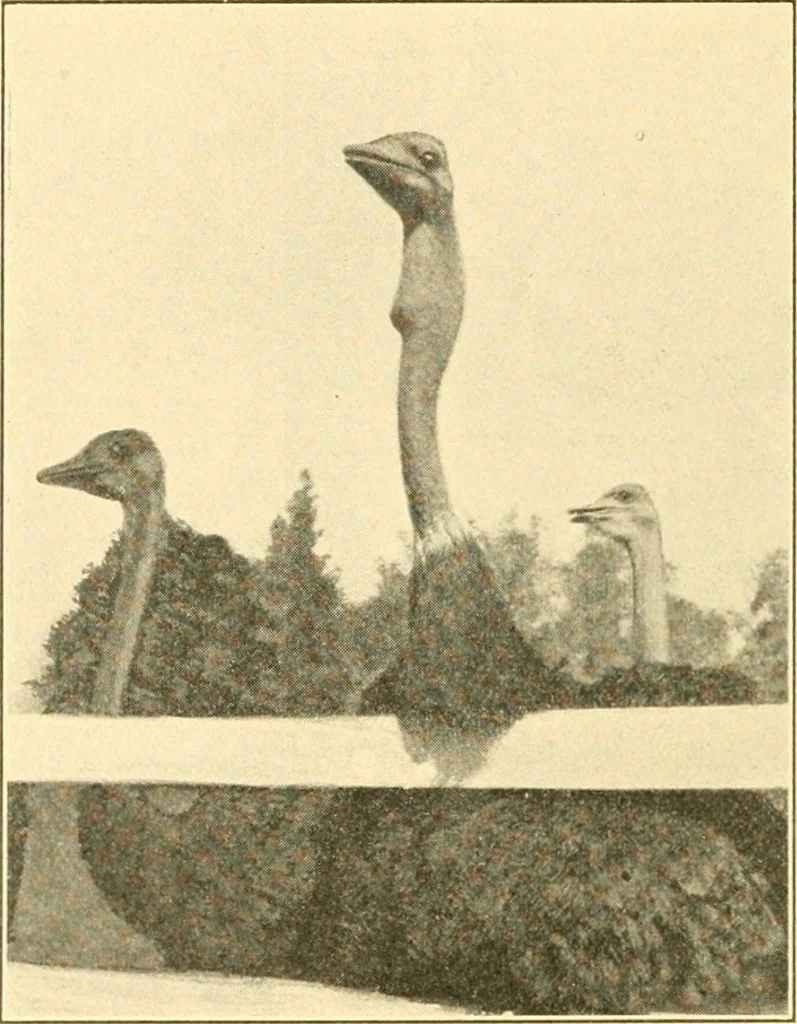 An illustration from Pilgrimage of Mary commandery no. 36, Knights templar of Pennsylvania to the Twenty-ninth triennial conclave of the Grand encampment U.S. at San Francisco, Cal, 1904, leaf 141