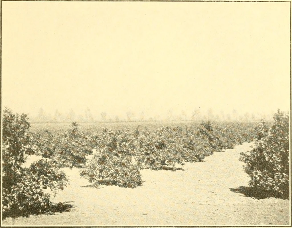 An illustration from Pilgrimage of Mary commandery no. 36, Knights templar of Pennsylvania to the Twenty-ninth triennial conclave of the Grand encampment U.S. at San Francisco, Cal, 1904, leaf 146