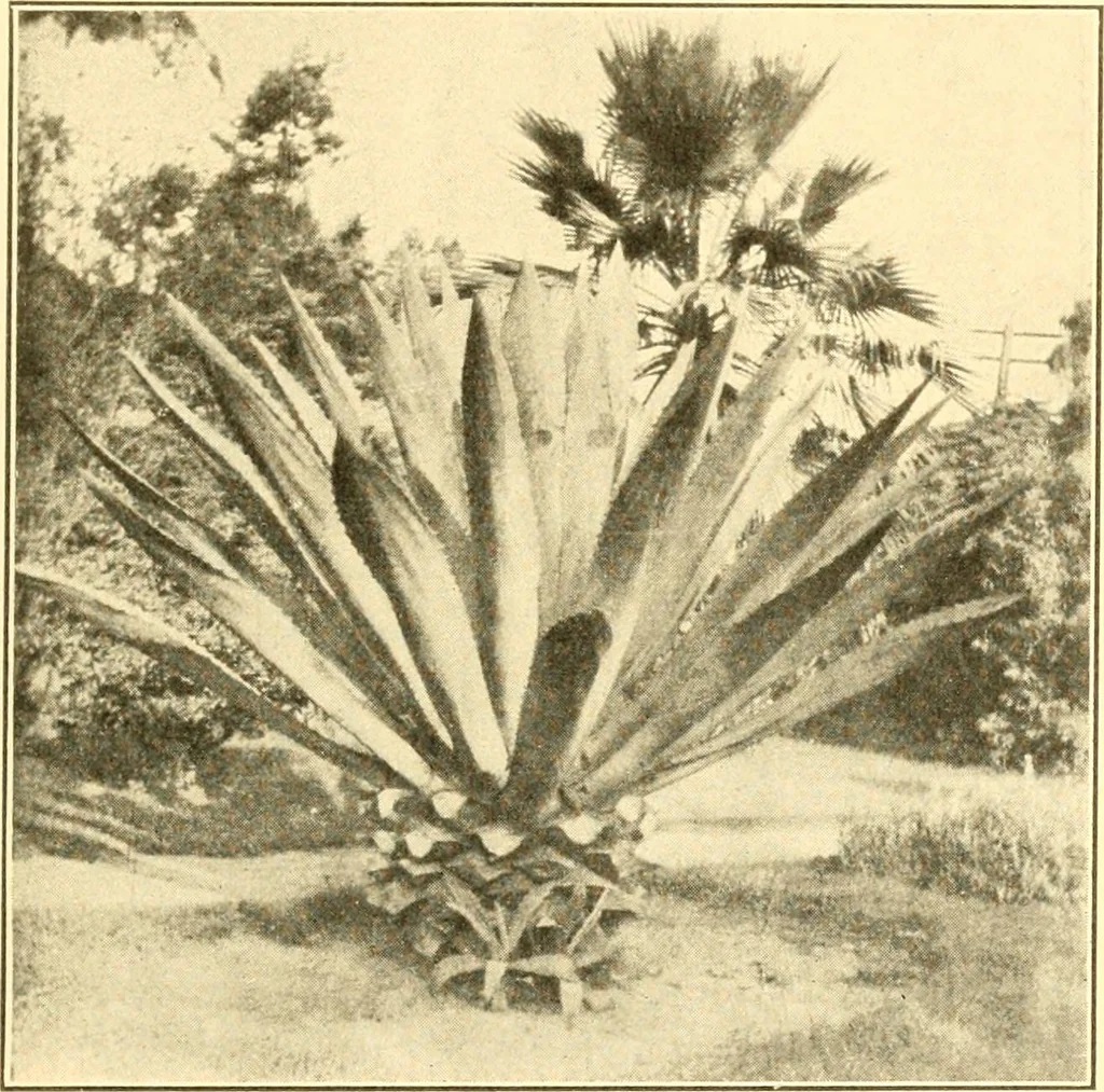 An illustration from Pilgrimage of Mary commandery no. 36, Knights templar of Pennsylvania to the Twenty-ninth triennial conclave of the Grand encampment U.S. at San Francisco, Cal, 1904, leaf 148