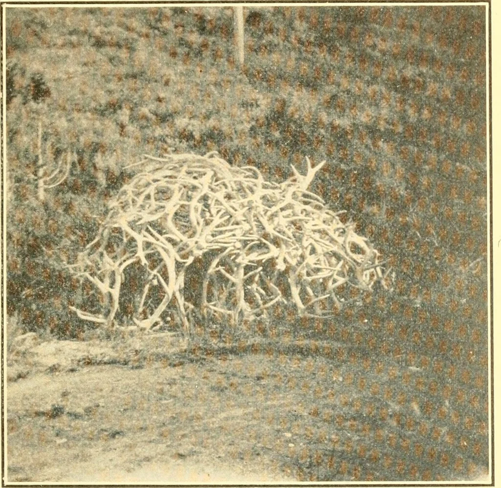 An illustration from Pilgrimage of Mary commandery no. 36, Knights templar of Pennsylvania to the Twenty-ninth triennial conclave of the Grand encampment U.S. at San Francisco, Cal, 1904, leaf 34