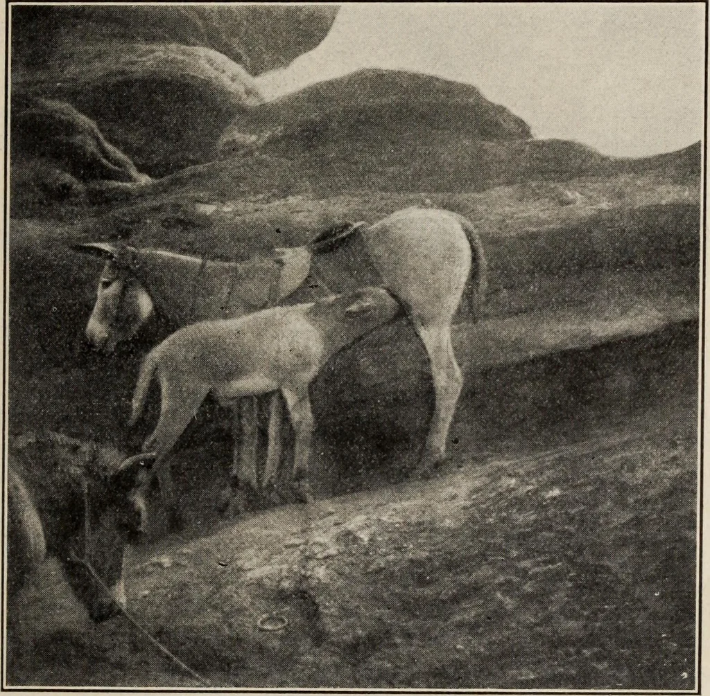 An illustration from Pilgrimage of Mary commandery no. 36, Knights templar of Pennsylvania to the Twenty-ninth triennial conclave of the Grand encampment U.S. at San Francisco, Cal, 1904, leaf 126