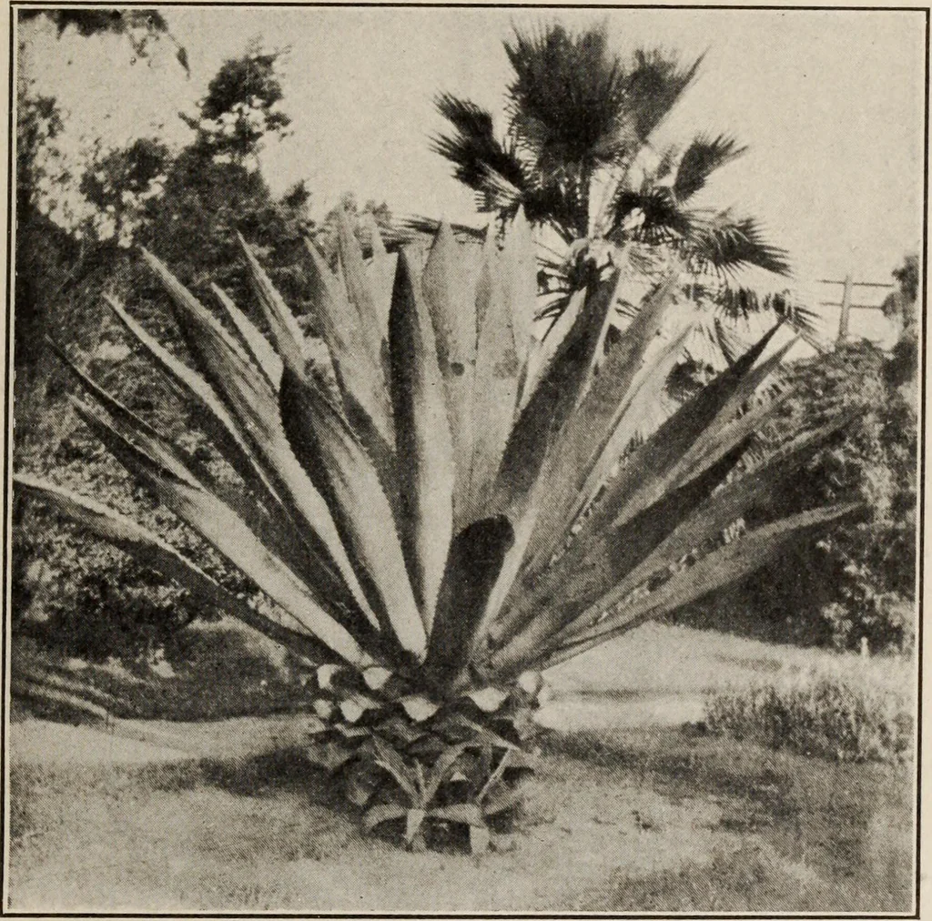 An illustration from Pilgrimage of Mary commandery no. 36, Knights templar of Pennsylvania to the Twenty-ninth triennial conclave of the Grand encampment U.S. at San Francisco, Cal, 1904, leaf 142