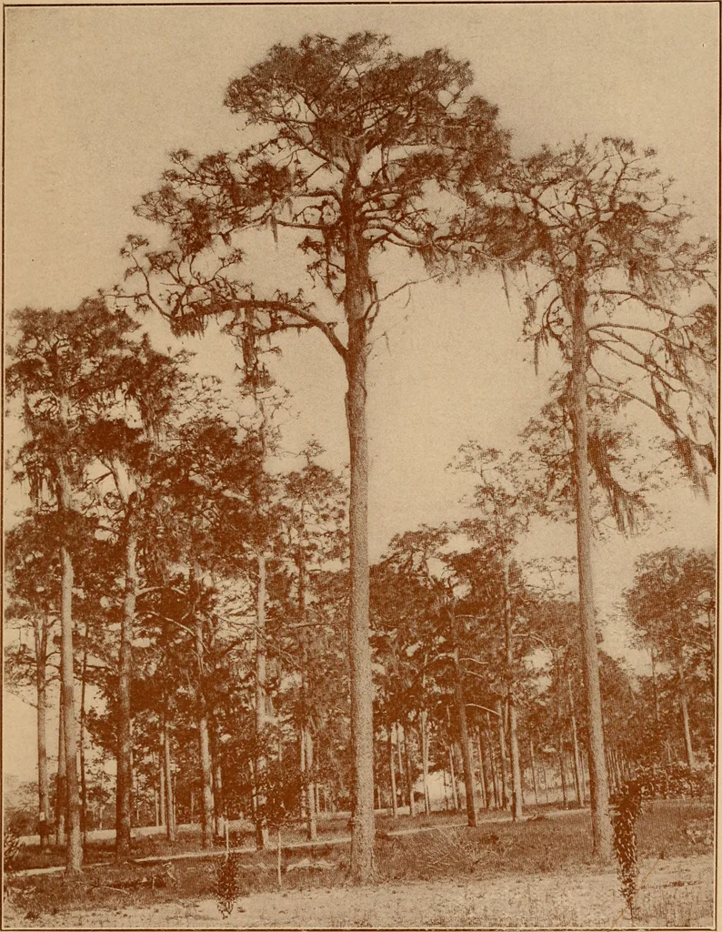 An illustration from The pine-needle basket book, 1911, leaf 16