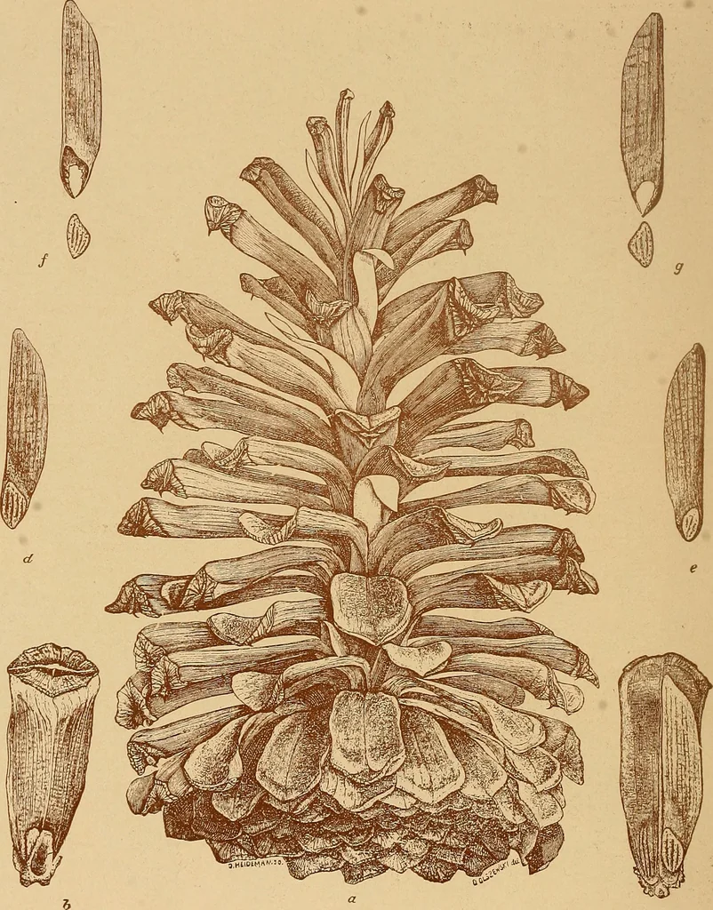 An illustration from The pine-needle basket book, 1911, leaf 19