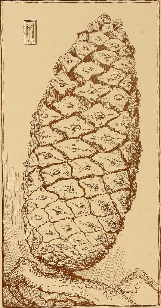 An illustration from The pine-needle basket book, 1911, leaf 23