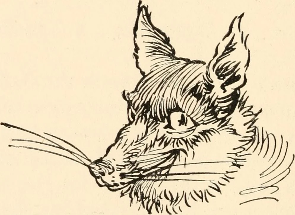 An illustration from Pinocchio : the tale of a puppet, 1911, leaf 123