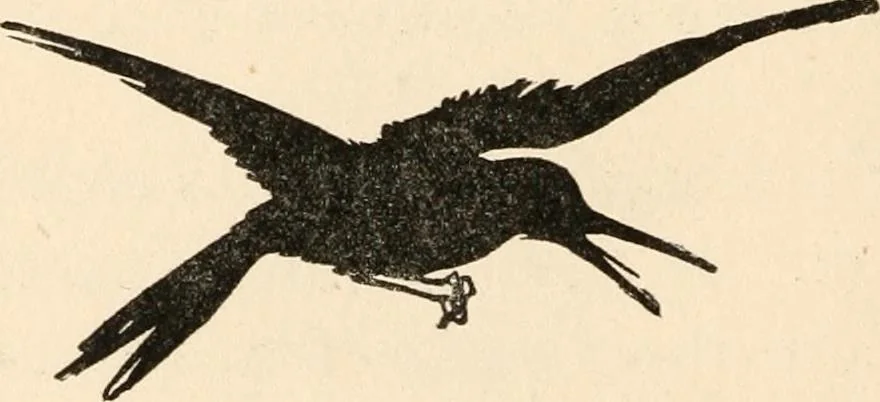 An illustration from Pinocchio : the tale of a puppet, 1911, leaf 131