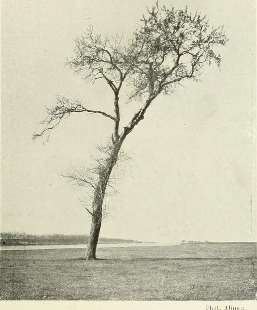 An illustration from Pise et Lucques, 1914, leaf 22