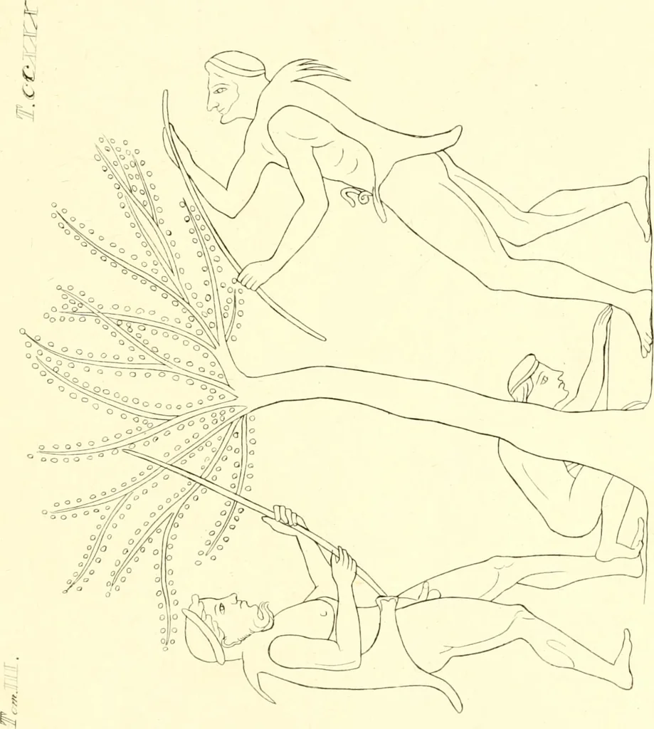 An illustration from Pitture di vasi fittili, esibite dal cav. F. Inghirami per servire di studio alla mitologia ed alla storia degli antichi popoli, 1838, leaf 224