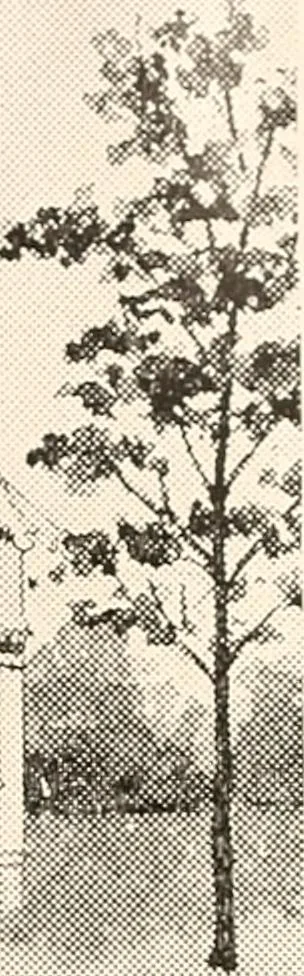 An illustration from The plan book of American dwellings : being a compilation of original home designs, showing actual photographic exteriors and floor plans of moderately priced bungalows, cottages, residences, 1914, leaf 150