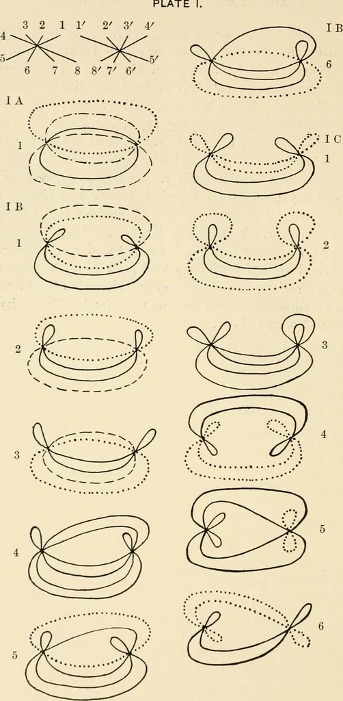 An illustration from Plane curves of the eighth order : with two real four-fold points having distinct tangents and with no other point singularities, 1908, leaf 27