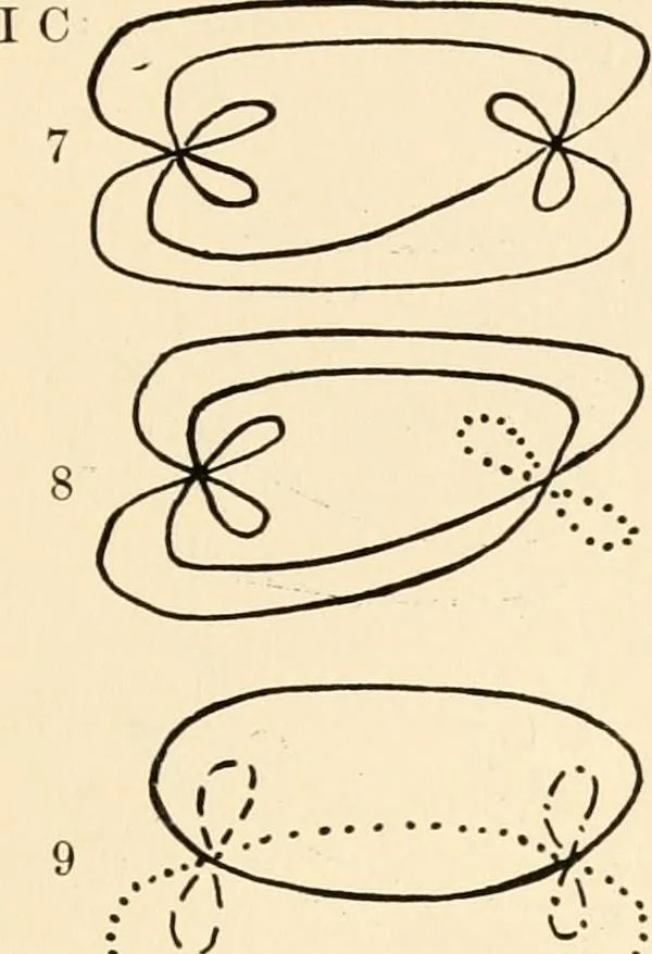 An illustration from Plane curves of the eighth order : with two real four-fold points having distinct tangents and with no other point singularities, 1908, leaf 28