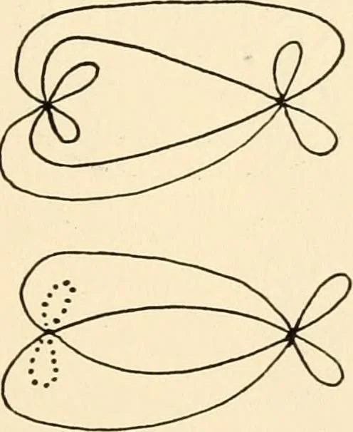 An illustration from Plane curves of the eighth order : with two real four-fold points having distinct tangents and with no other point singularities, 1908, leaf 28