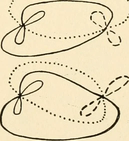 An illustration from Plane curves of the eighth order : with two real four-fold points having distinct tangents and with no other point singularities, 1908, leaf 28
