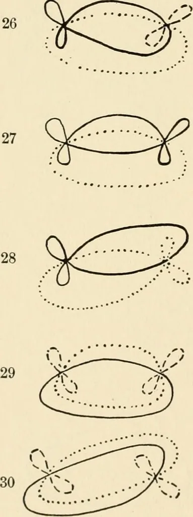 An illustration from Plane curves of the eighth order : with two real four-fold points having distinct tangents and with no other point singularities, 1908, leaf 29
