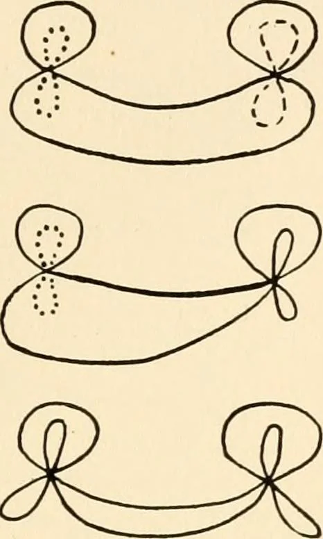 An illustration from Plane curves of the eighth order : with two real four-fold points having distinct tangents and with no other point singularities, 1908, leaf 30