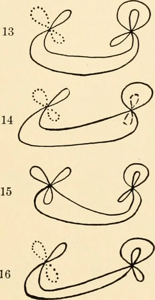 An illustration from Plane curves of the eighth order : with two real four-fold points having distinct tangents and with no other point singularities, 1908, leaf 30