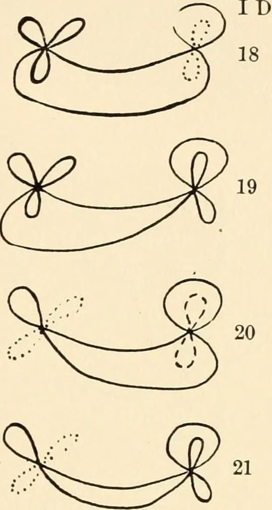 An illustration from Plane curves of the eighth order : with two real four-fold points having distinct tangents and with no other point singularities, 1908, leaf 30