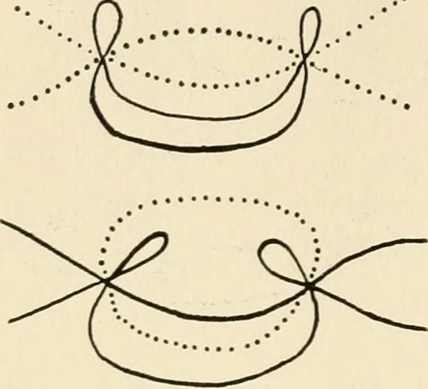 An illustration from Plane curves of the eighth order : with two real four-fold points having distinct tangents and with no other point singularities, 1908, leaf 31