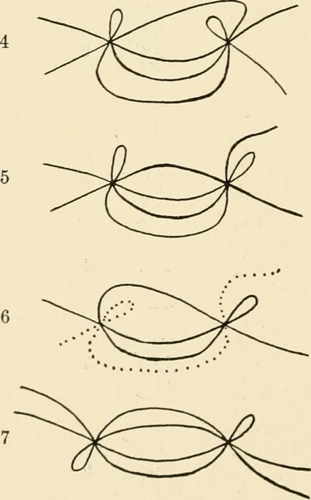 An illustration from Plane curves of the eighth order : with two real four-fold points having distinct tangents and with no other point singularities, 1908, leaf 31