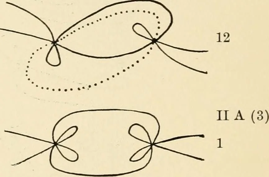 An illustration from Plane curves of the eighth order : with two real four-fold points having distinct tangents and with no other point singularities, 1908, leaf 31