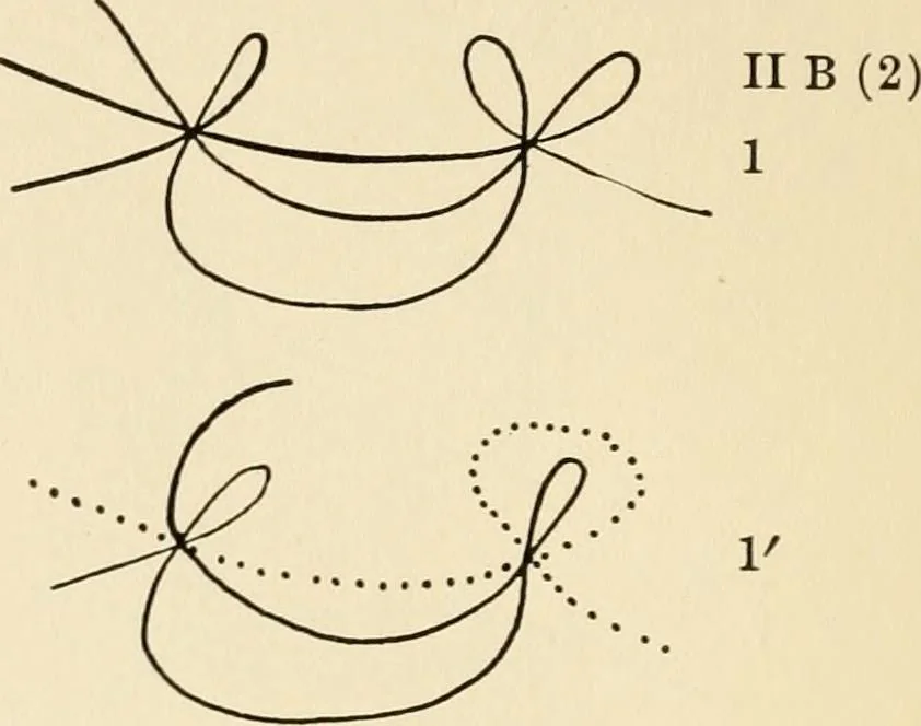 An illustration from Plane curves of the eighth order : with two real four-fold points having distinct tangents and with no other point singularities, 1908, leaf 33