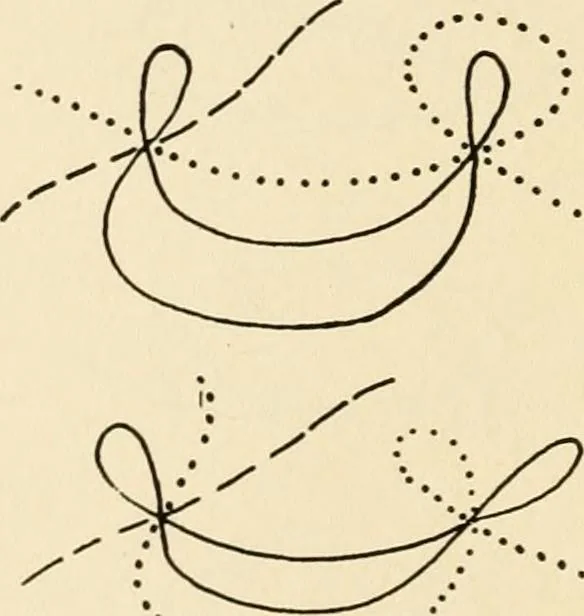 An illustration from Plane curves of the eighth order : with two real four-fold points having distinct tangents and with no other point singularities, 1908, leaf 33