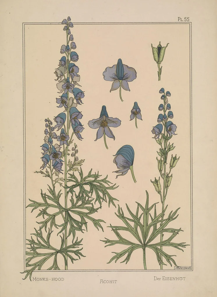 An illustration from La plante et ses applications ornementales, 1896, leaf 102