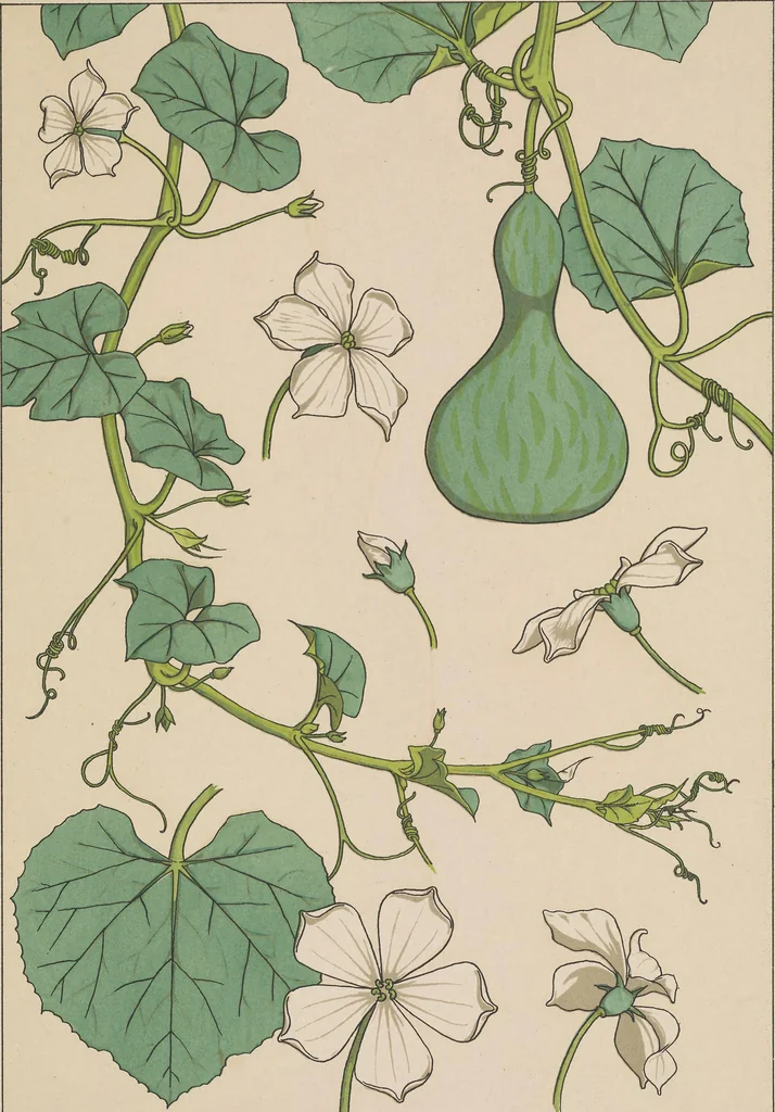 An illustration from La plante et ses applications ornementales, 1896, leaf 30