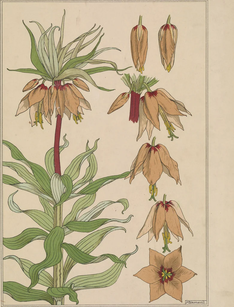 An illustration from La plante et ses applications ornementales, 1896, leaf 36